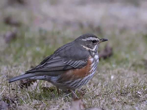 Punakylkirastas, Redwing, Turdus iliacus